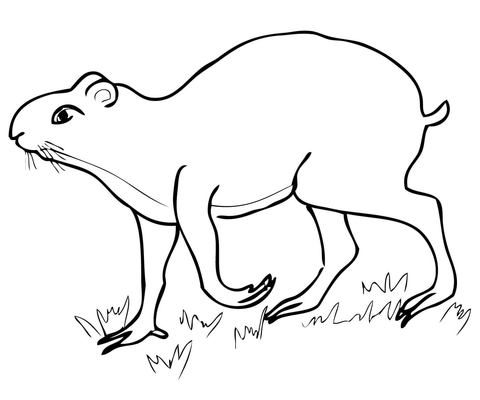 Agouti Coloring Page