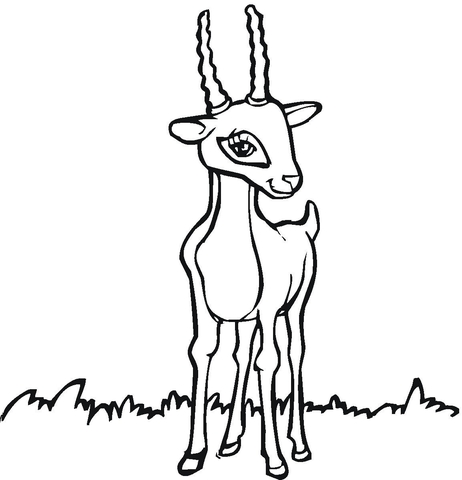 Antelope Coloring Page