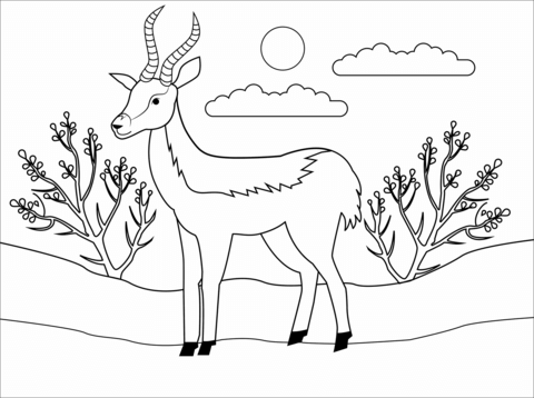 Antelope Coloring Page