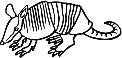 Armadillo Coloring Page