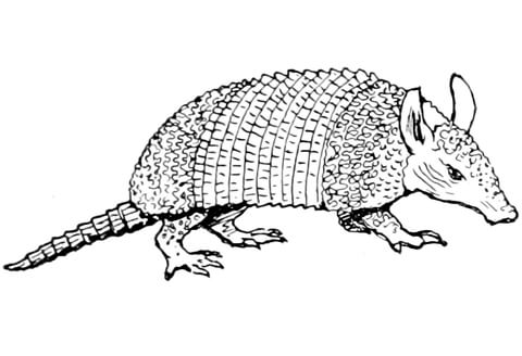 Armadillo Coloring Page