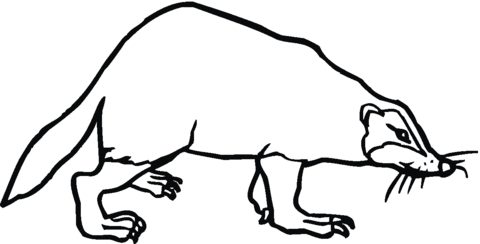 Badger Coloring Page