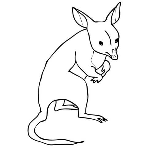 Bandicoot Coloring Page