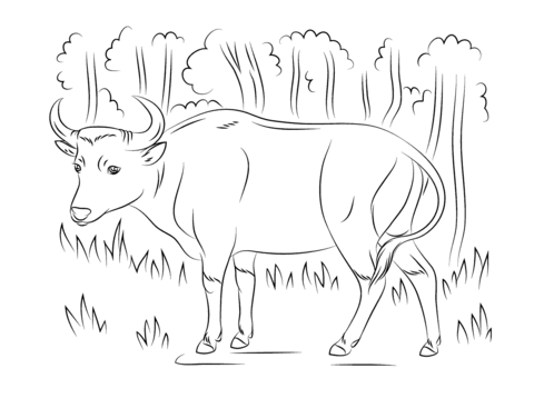 Banteng Coloring Page