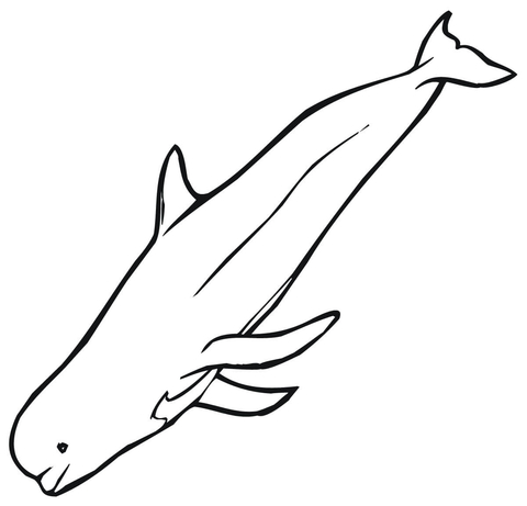 Beluga Coloring Page