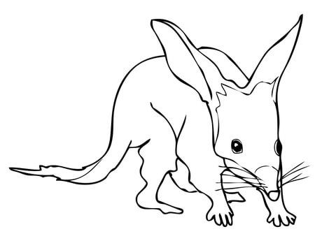 Bilby Coloring Page