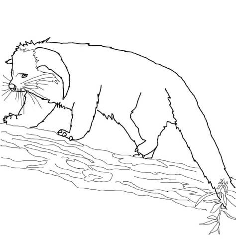 Binturong Coloring Page