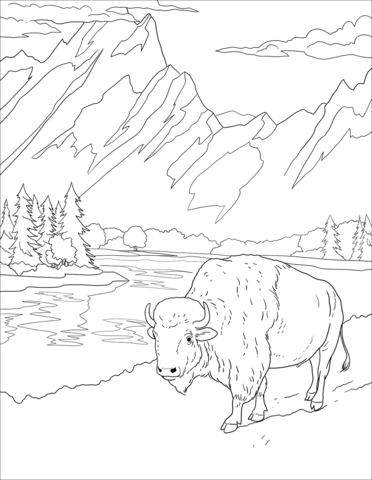 Bison Coloring Page