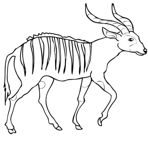 Bongo Coloring Page