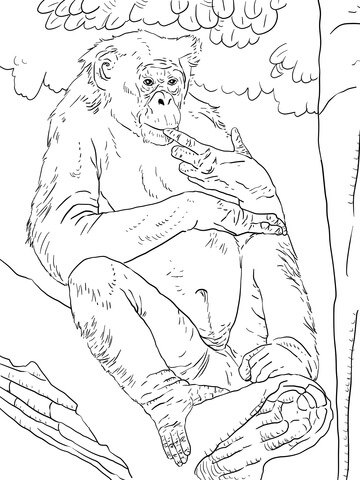 Bonobo Coloring Page