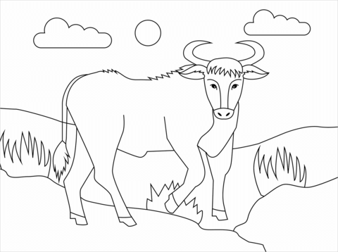 Bull Coloring Page