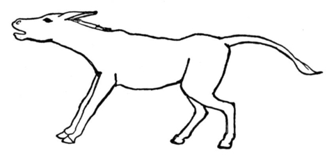 Burro Coloring Page