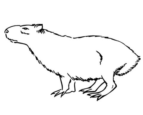 Capybara Coloring Page