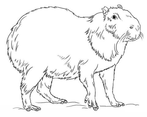 Capybara Coloring Page