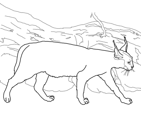 Caracal Coloring Page