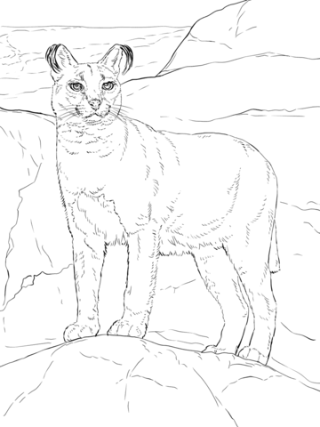 Caracal Coloring Page