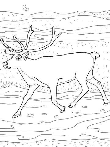 Caribou Coloring Page