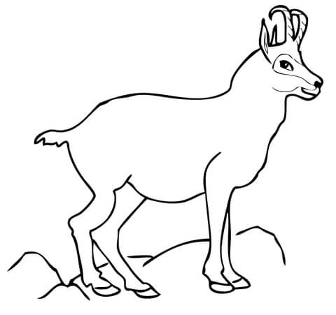 Chamois Coloring Page