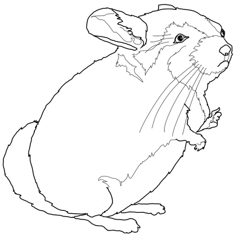 Chinchilla Coloring Page