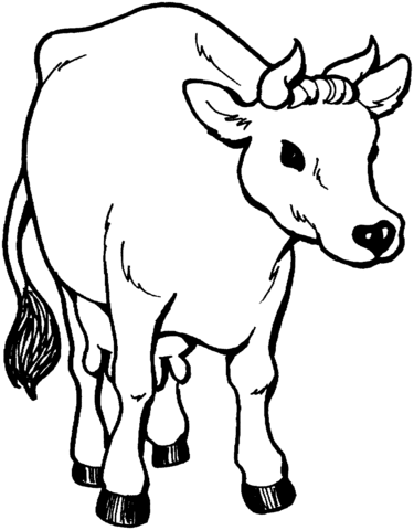 Cow Coloring Page