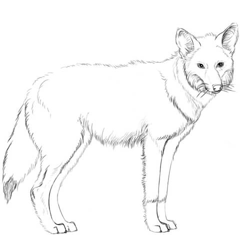 Coyote Coloring Page