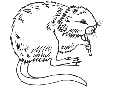 Coypu Coloring Page