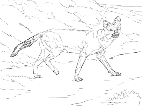 Dhole Coloring Page