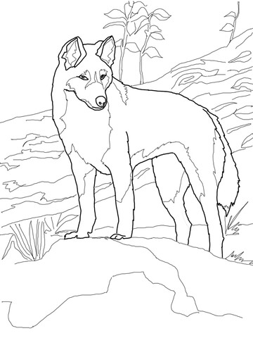 Dingo Coloring Page