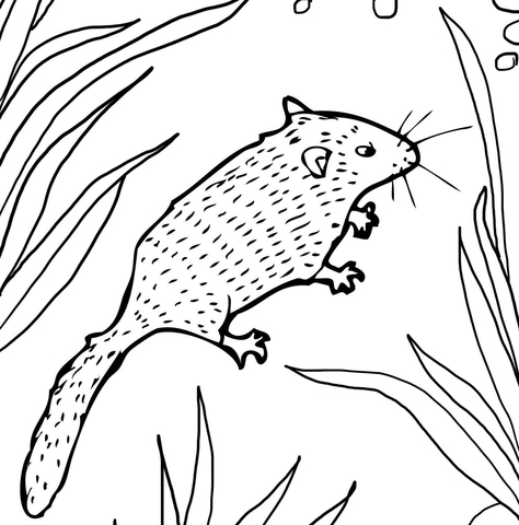 Dormouse Coloring Page