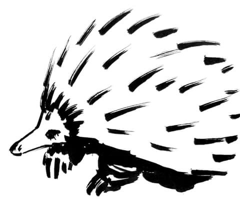 Echidna Coloring Page