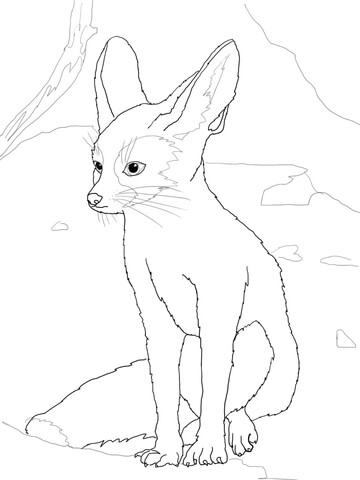 Fennec Coloring Page