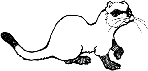 Ferret Coloring Page