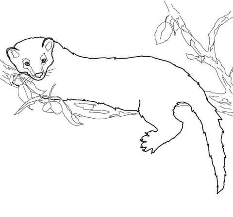 Fisher Coloring Page