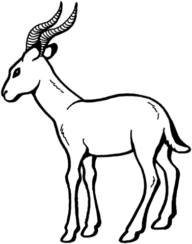 Gazelle Coloring Page