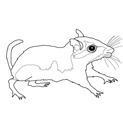 Gerbil Coloring Page