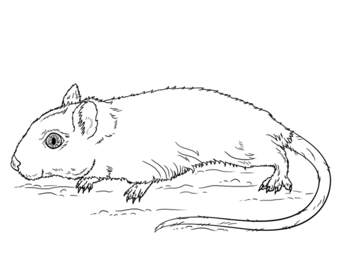 Gerbil Coloring Page