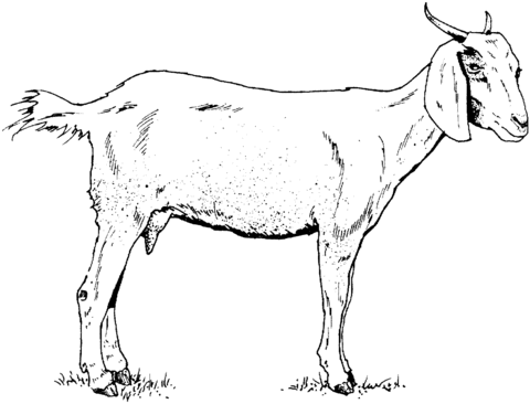 Goat Coloring Page