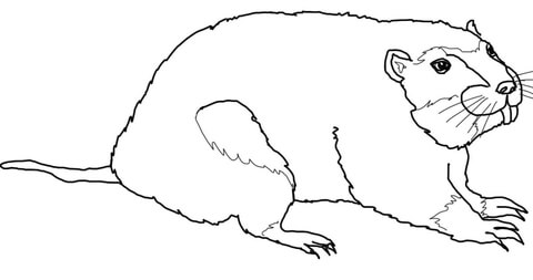 Gopher Coloring Page