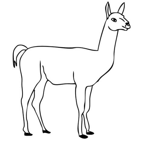 Guanaco Coloring Page