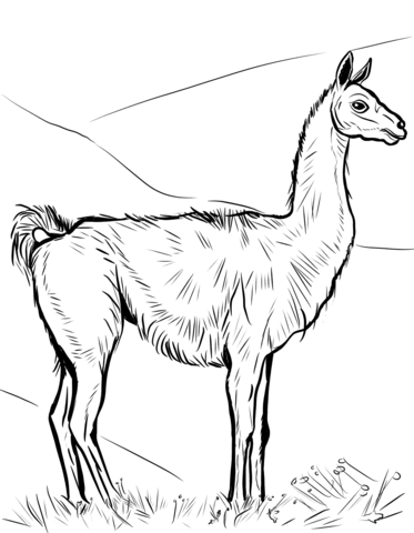 Guanaco Coloring Page