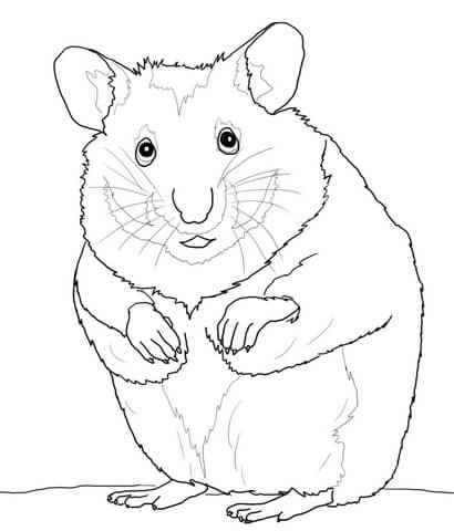 Hamster Coloring Page