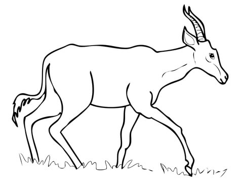 Hartebeest Coloring Page