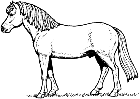 Horse Coloring Page