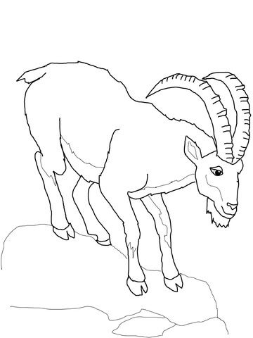 Ibex Coloring Page