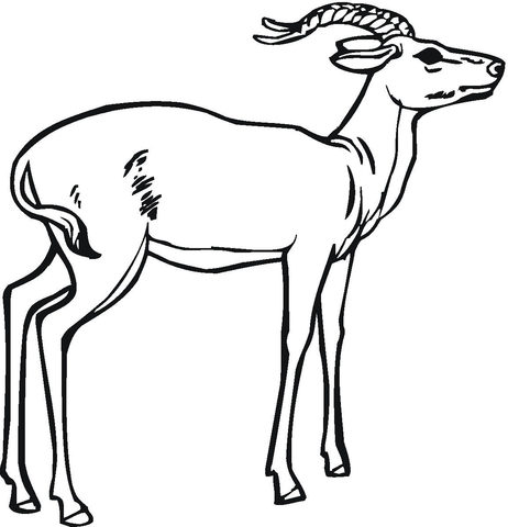 Impala Coloring Page