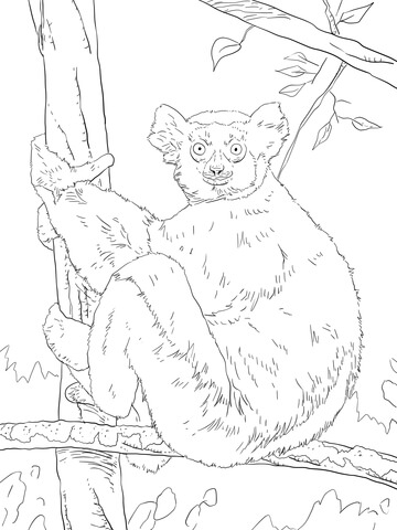 Indri Coloring Page