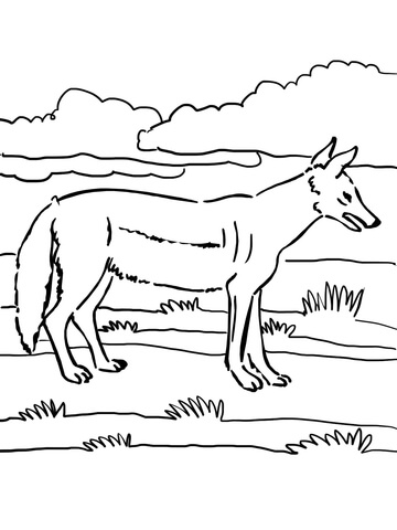 Jackal Coloring Page