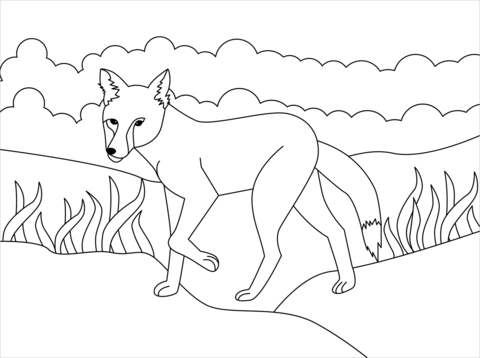 Jackal Coloring Page