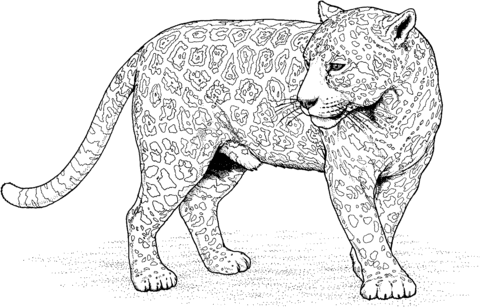 Jaguar Coloring Page