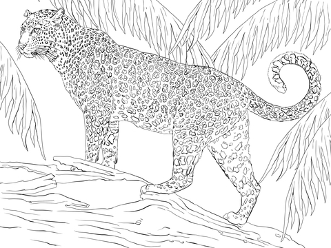 Jaguar Coloring Page